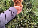 Tiny Toy Poodle